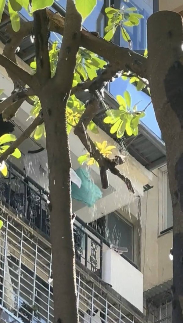 至德投资 大树在下雨？专家：是蝉在撒尿